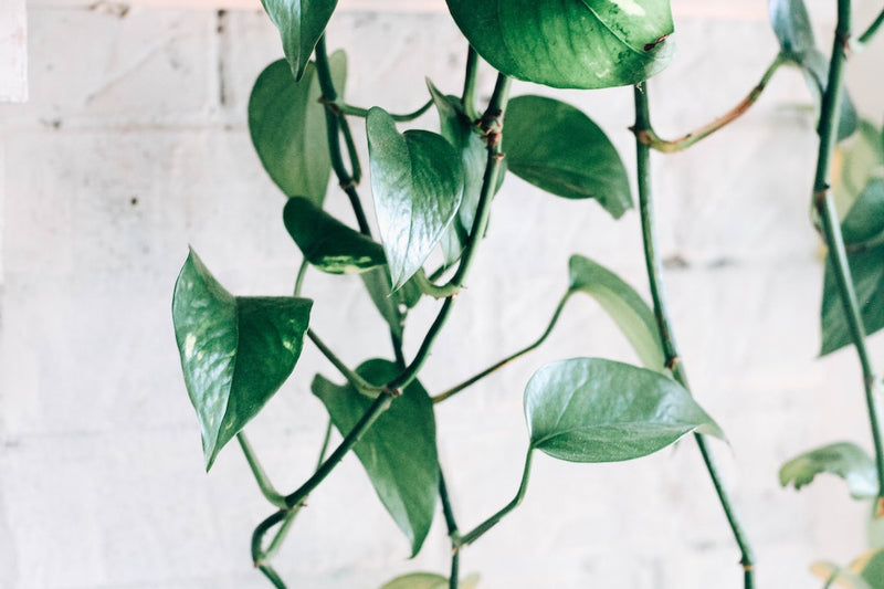 6 Trailing House Plants To Elevate Your Space